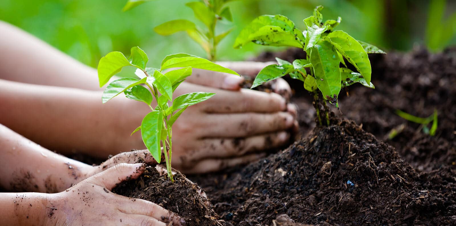 Bringing children closer to nature Bringing children closer to nature